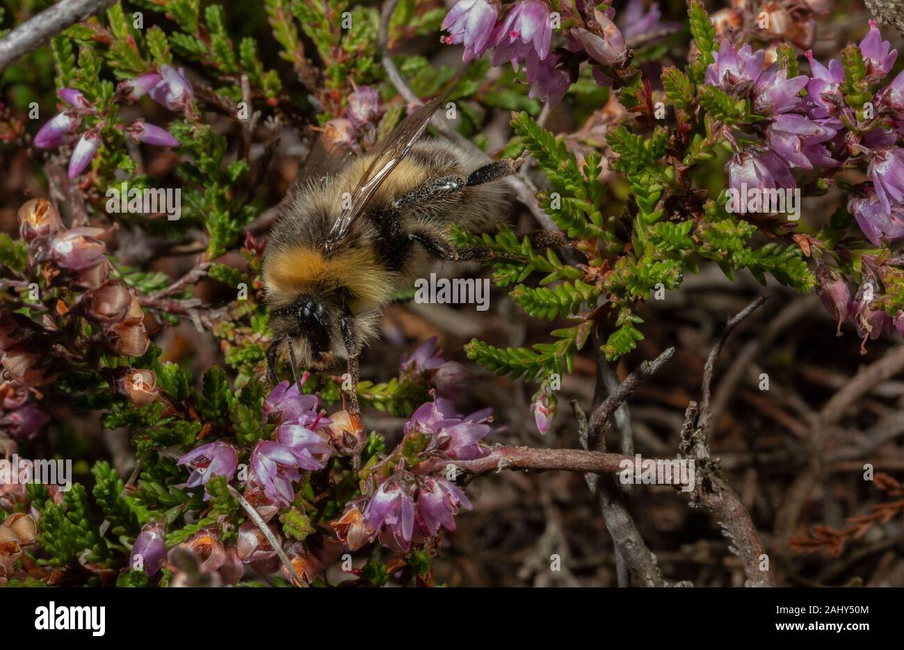 Heath Bumblebee, Bombus jonellus visiting heather flowers on Dorset heathland. Dorset. Stock Photo