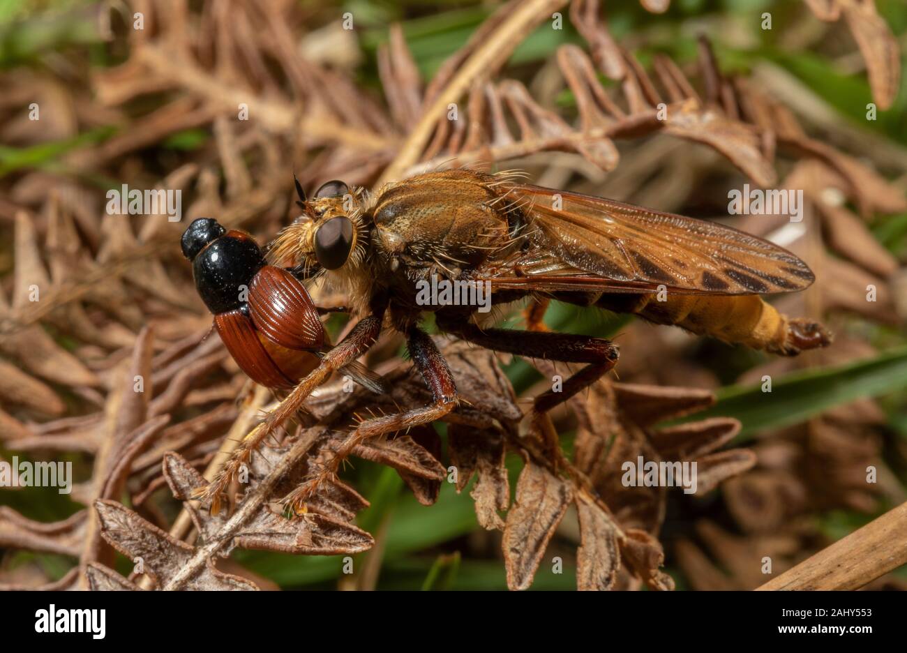 Hornet robberfly, Asilus crabroniformis, with prey; on cattle-grazed heathland, Dorset. Stock Photo