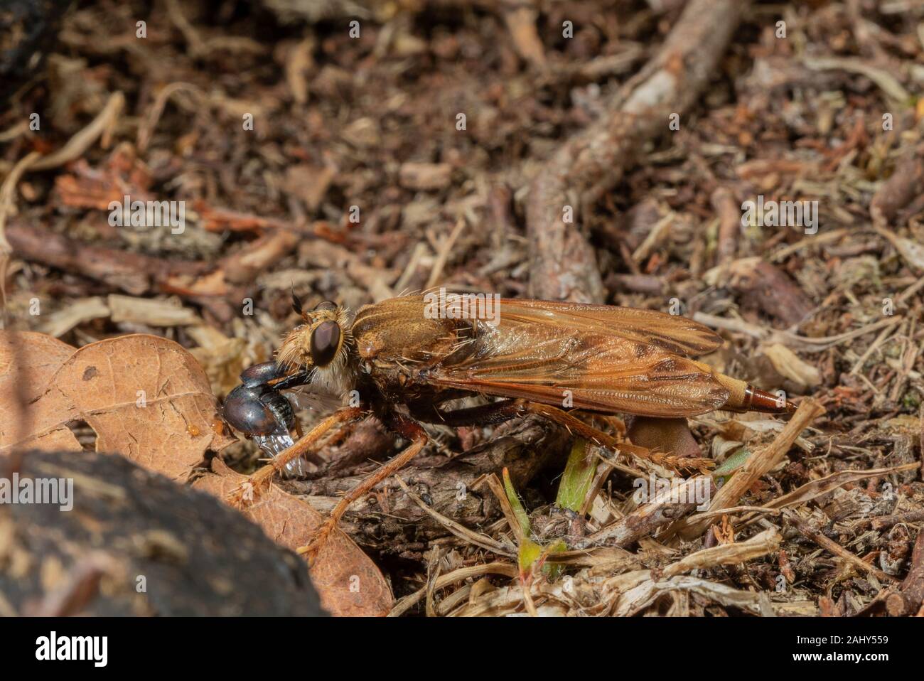 Hornet robberfly, Asilus crabroniformis, on cattle-grazed heathland, Dorset. Stock Photo