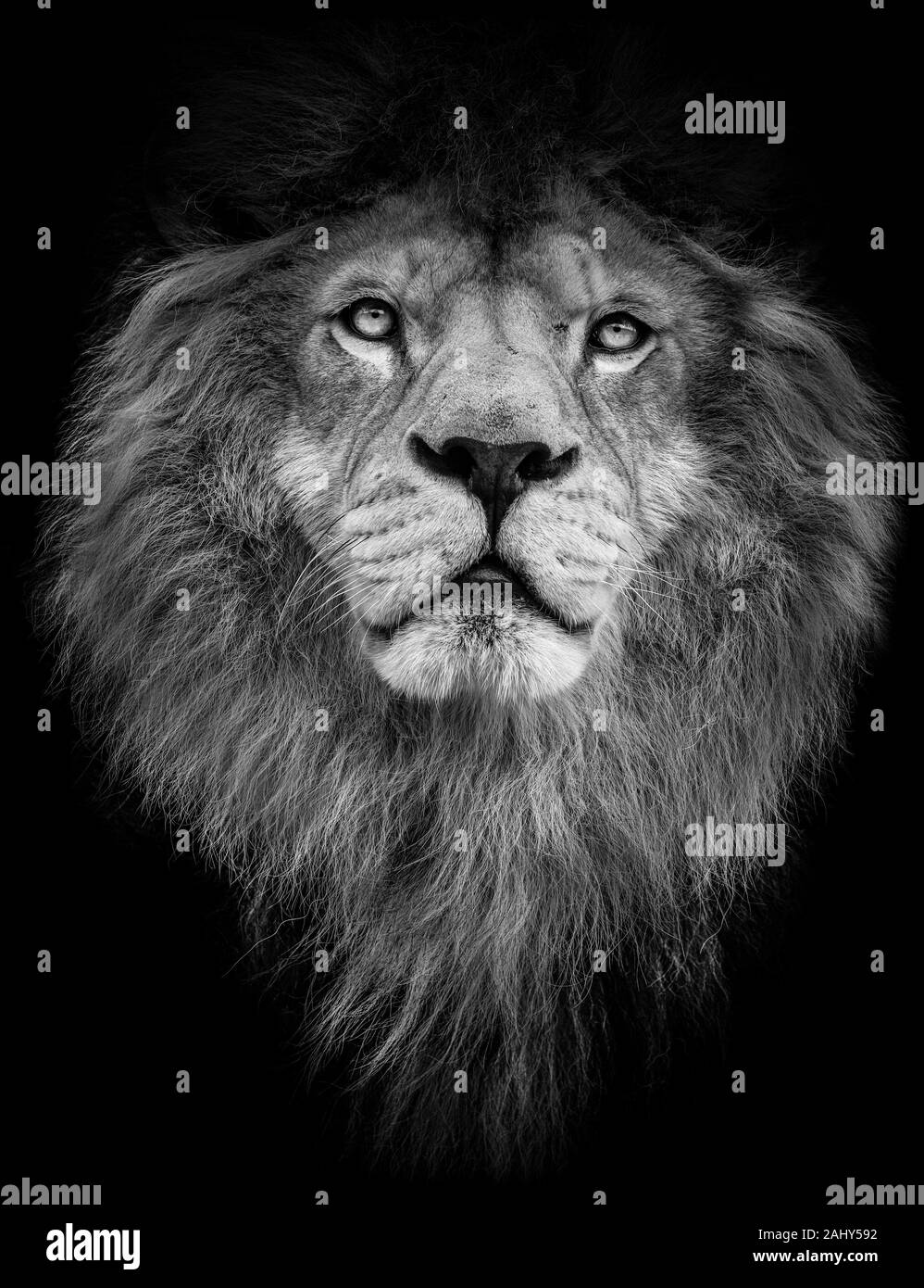 Animal black background lion hi-res stock photography and images - Alamy