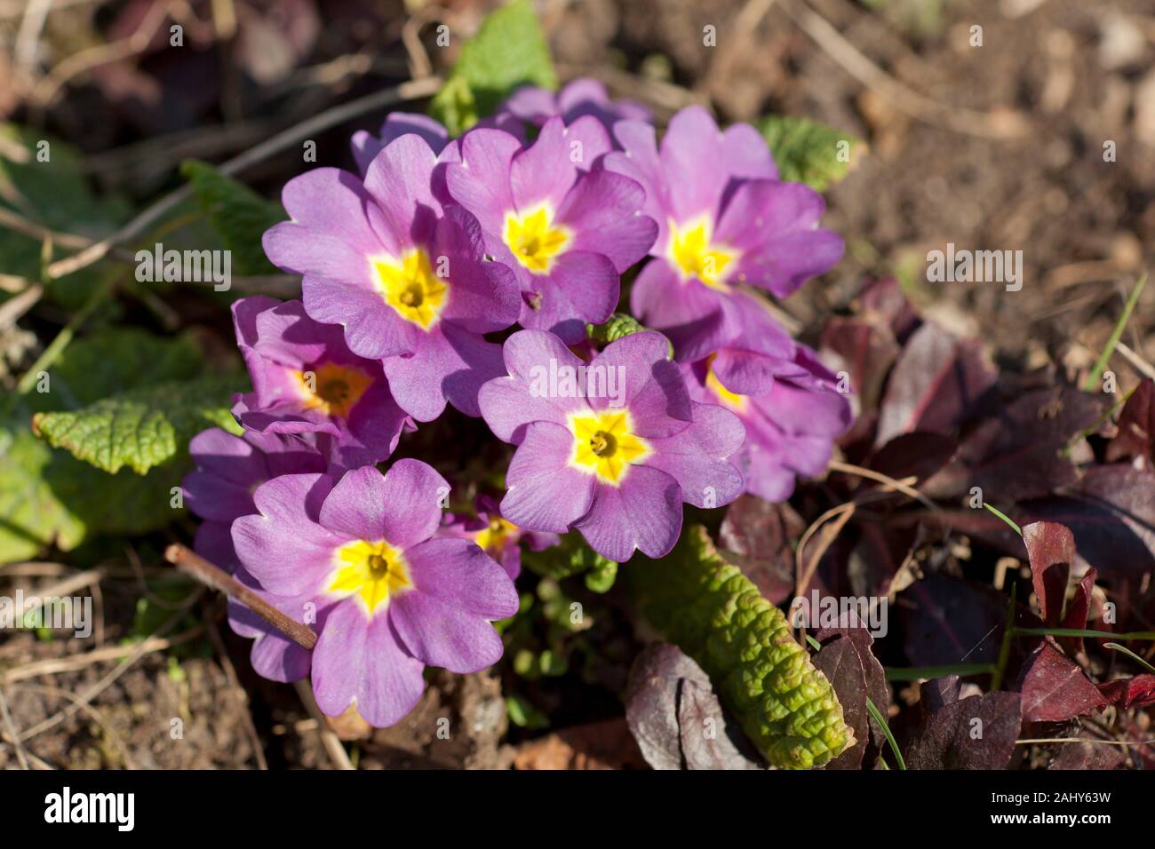 Primrose spring flower Stock Photo Alamy
