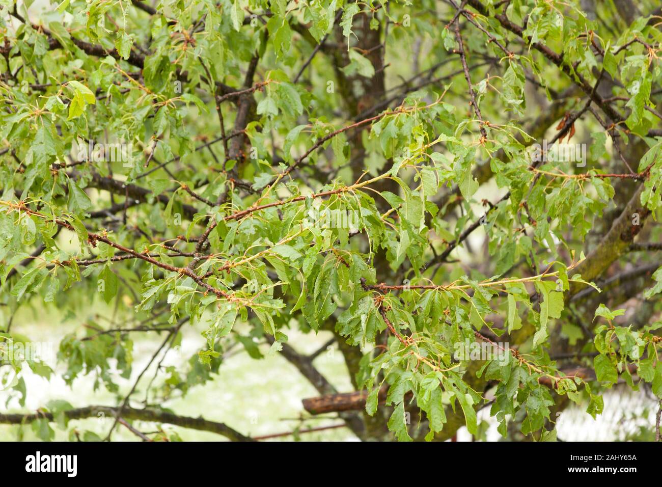 Tree ice damage hi-res stock photography and images - Alamy