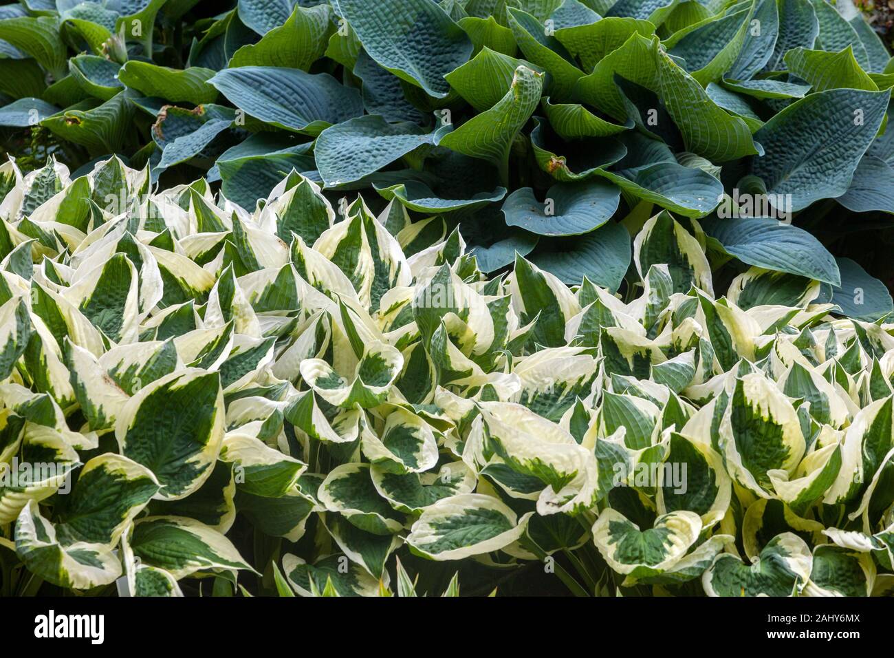 Hosta Fire And Ice High Resolution Stock Photography And Images Alamy