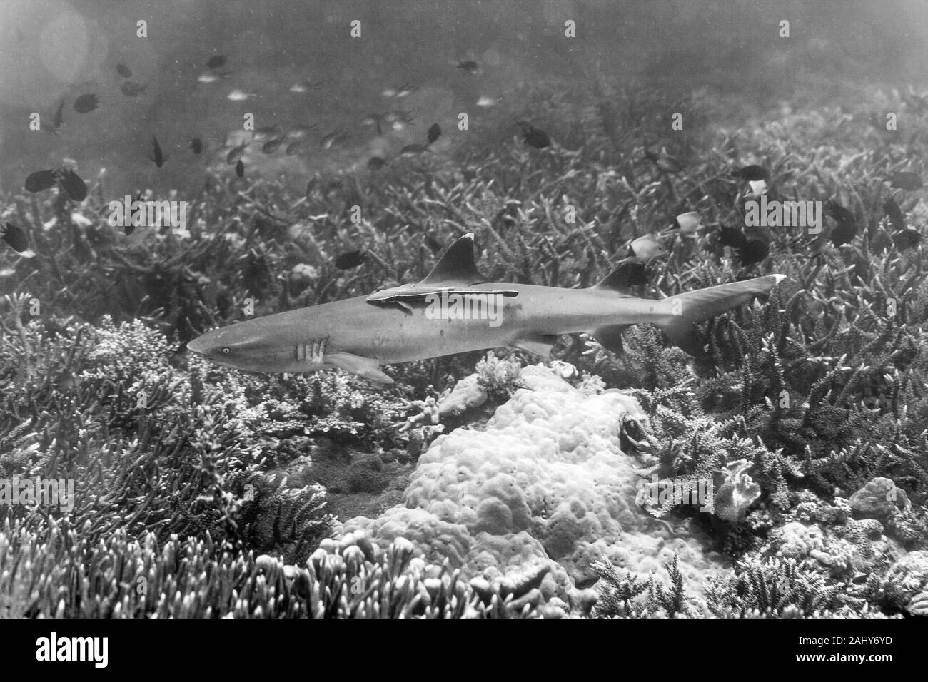 The underwater world an aquarium Black and White Stock Photos & Images ...