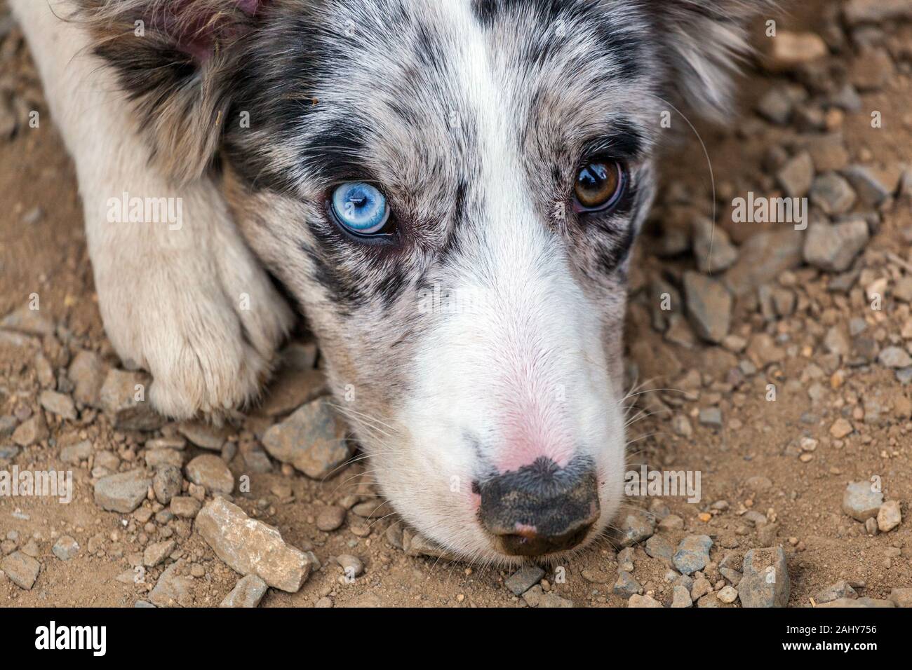 Dog eyes different colors heterochromia dog Heterochromia iridum Stock Photo