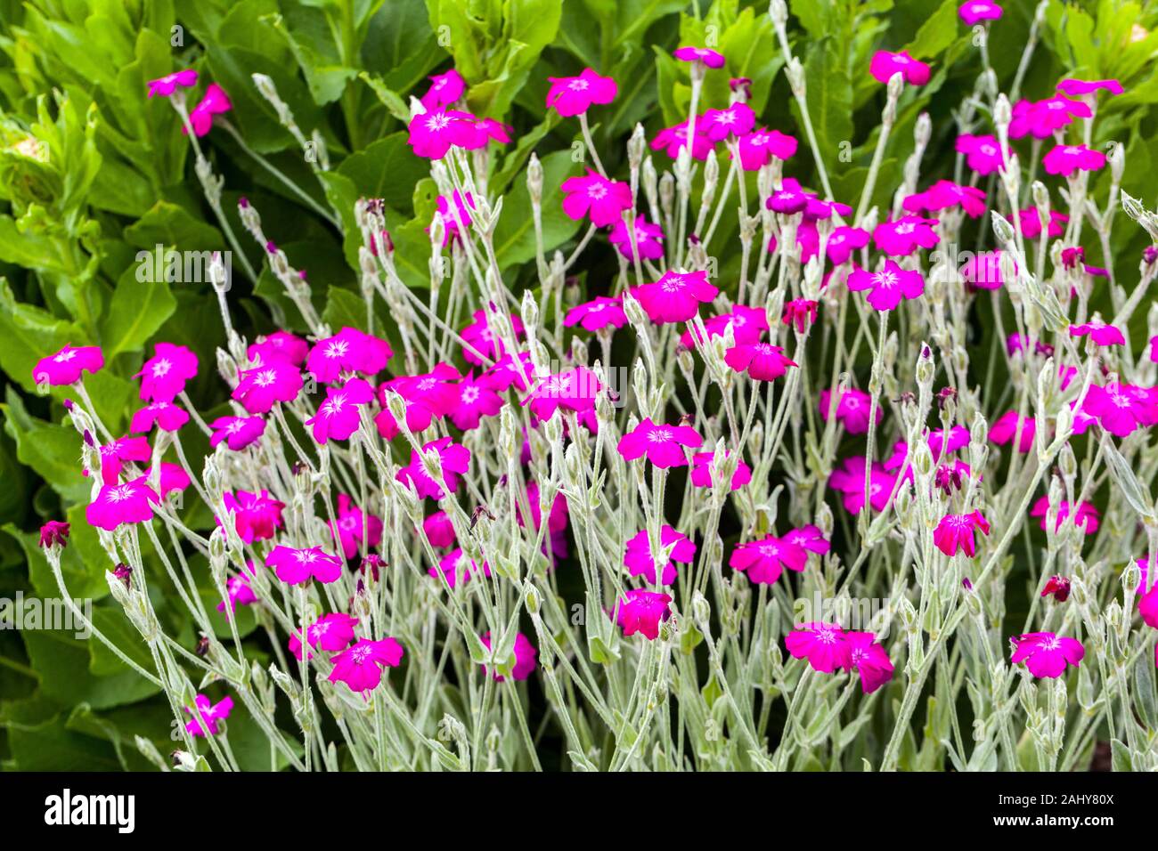 Rose Campion Lychnis coronaria flowers Stock Photo