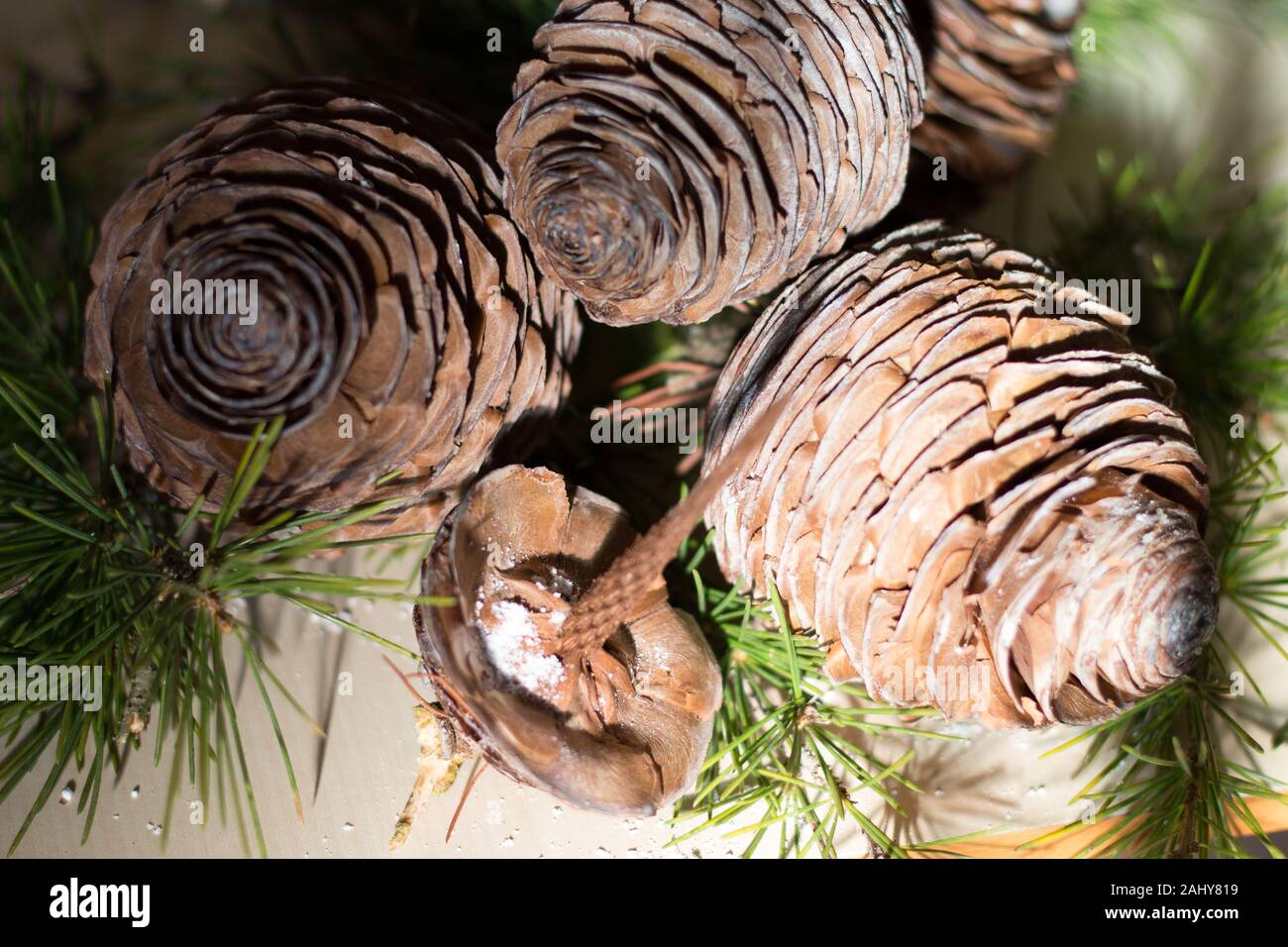 Strobilo, commonly called pine cone, used in Christmas decorations Stock Photo