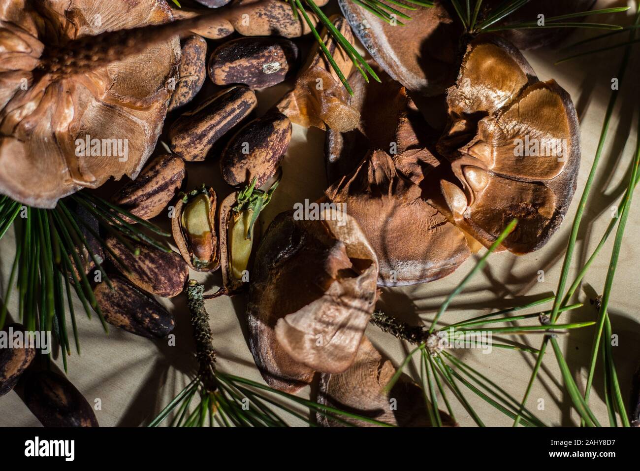 Strobilo, commonly called pine cone, used in Christmas decorations Stock Photo