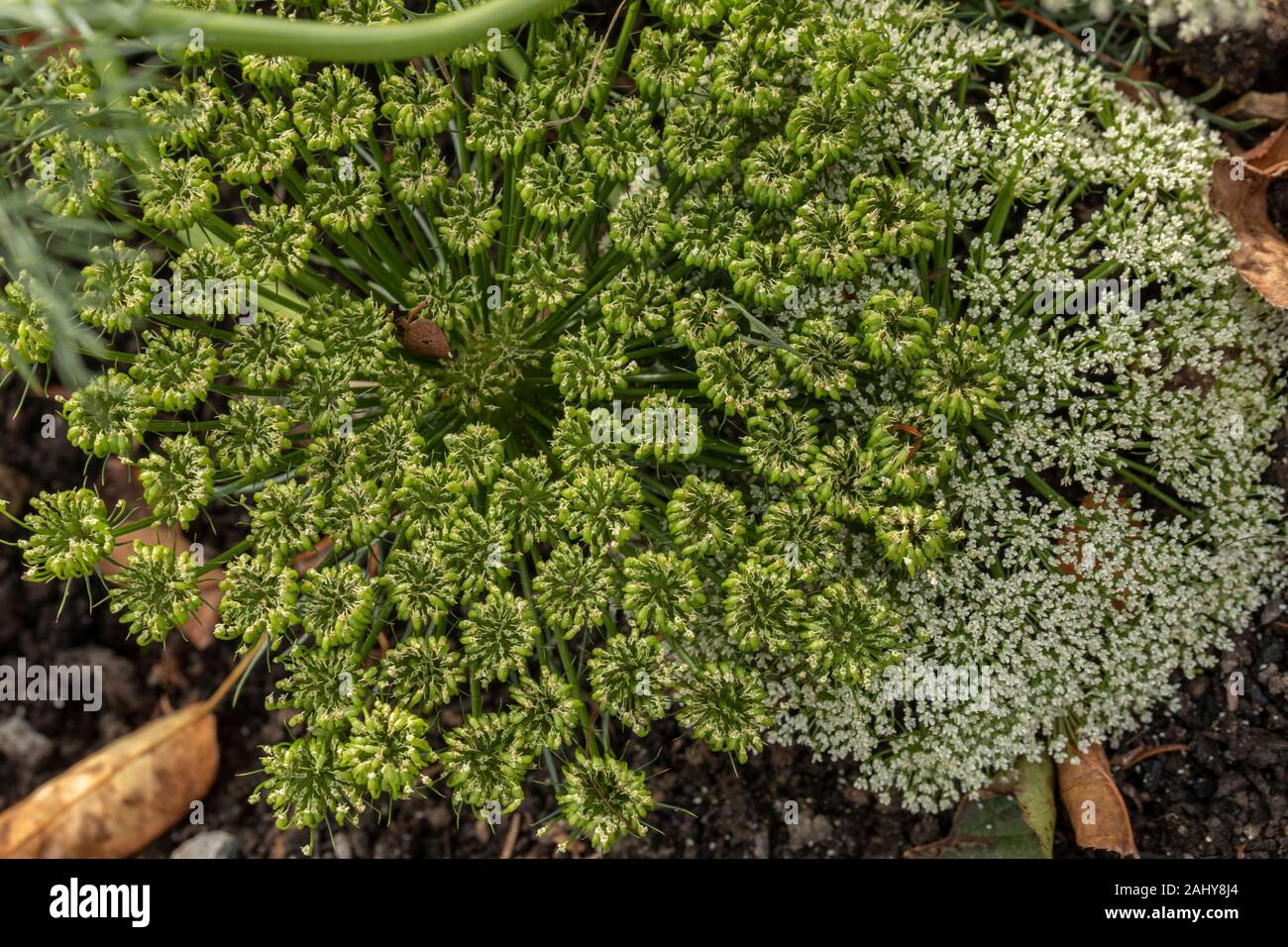 toothpick-plant, Ammi visnagi 'white', in flower and fruit. Stock Photo