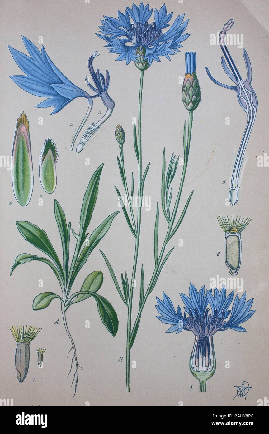 Bleuet (Bluet) (Centaurea cyanus) (cornflower, bachelor's button,  bluebottle, boutonniere flower, hurtsickle or cyani flower) Planche de  botanique t Stock Photo - Alamy