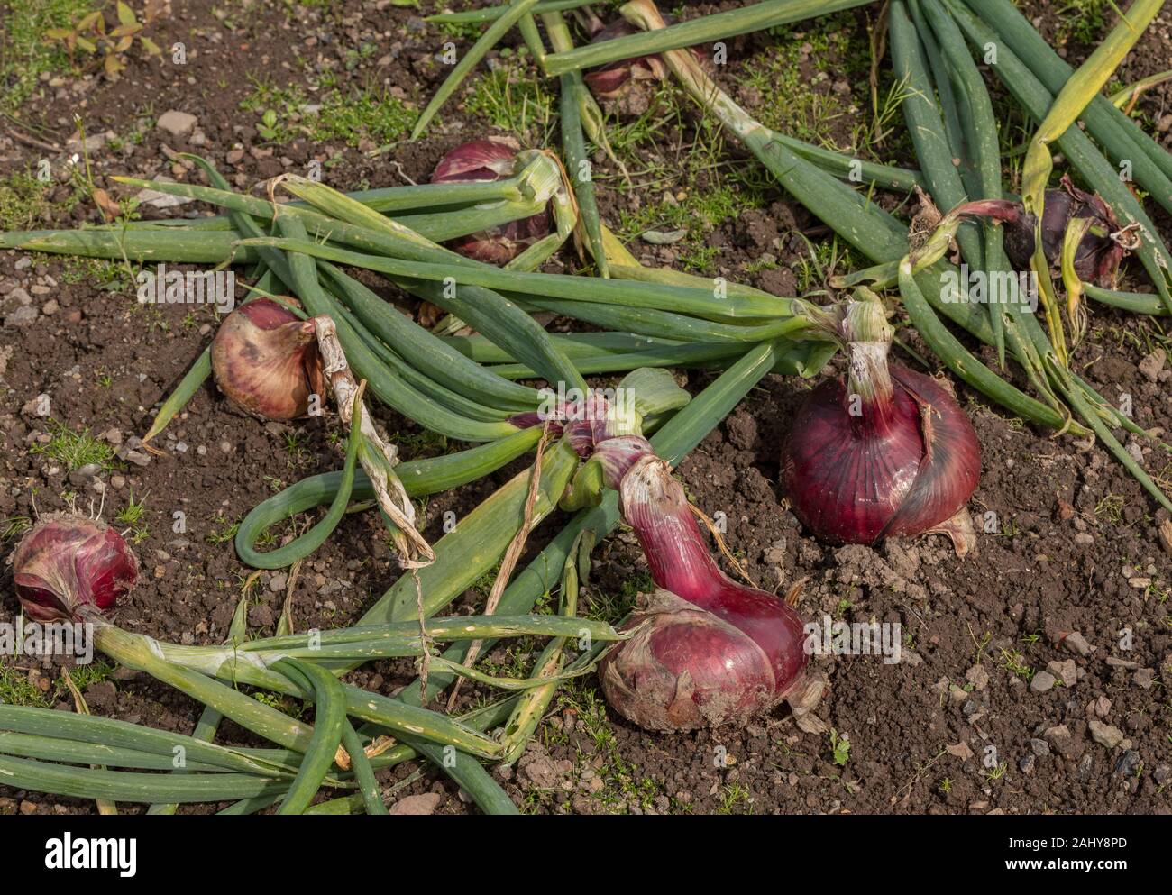A red Onion, Allium cepa 'Dark Red Brunswick' ready to harvest. Stock Photo