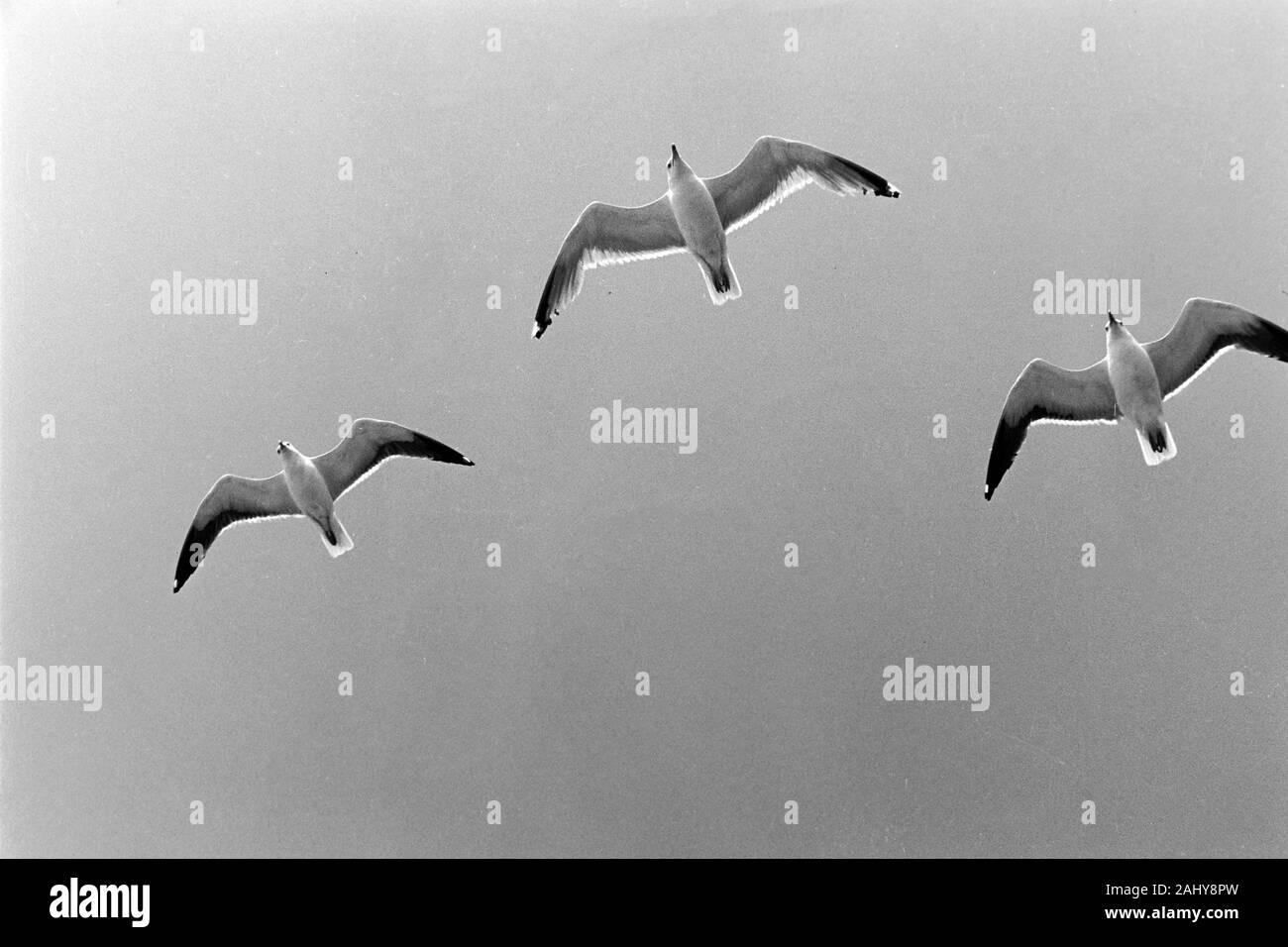 Möwen fliegen am Heck der Prinzessin Christina während Fahrt nach Göteborg, Schweden, 1960er. Seagulls fly at the tail of Princess Christina while driving to Gothenburg, Sweden, 1960s. Stock Photo