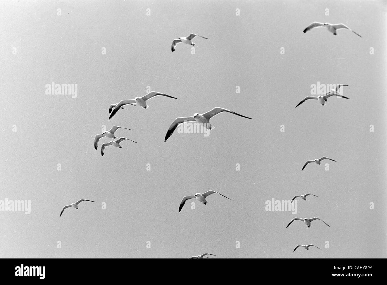 Möwen fliegen am Heck der Prinzessin Christina während Fahrt nach Göteborg, Schweden, 1960er. Seagulls fly at the tail of Princess Christina while driving to Gothenburg, Sweden, 1960s. Stock Photo