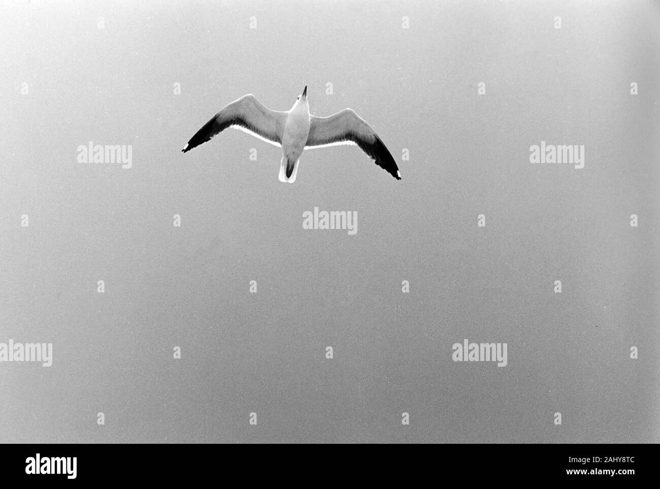 Möwe fliegen am Heck der Prinzessin Christina während Fahrt nach Göteborg, Schweden, 1960er. Seagull fly at the tail of Princess Christina while driving to Gothenburg, Sweden, 1960s. Stock Photo