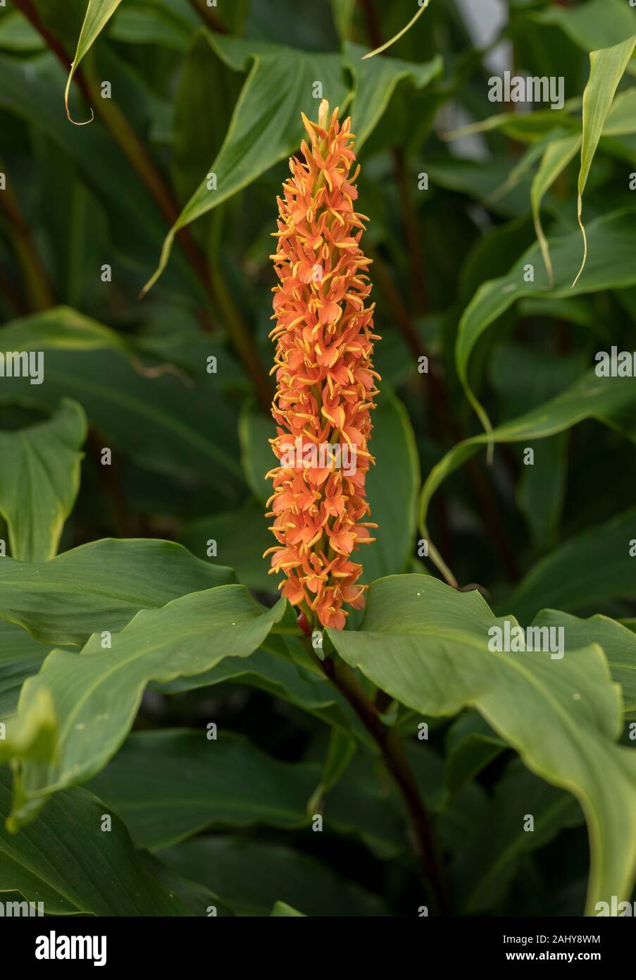 Hedychium forrestii var. latibracteatum. A type of ginger, from eastern Asia. Stock Photo