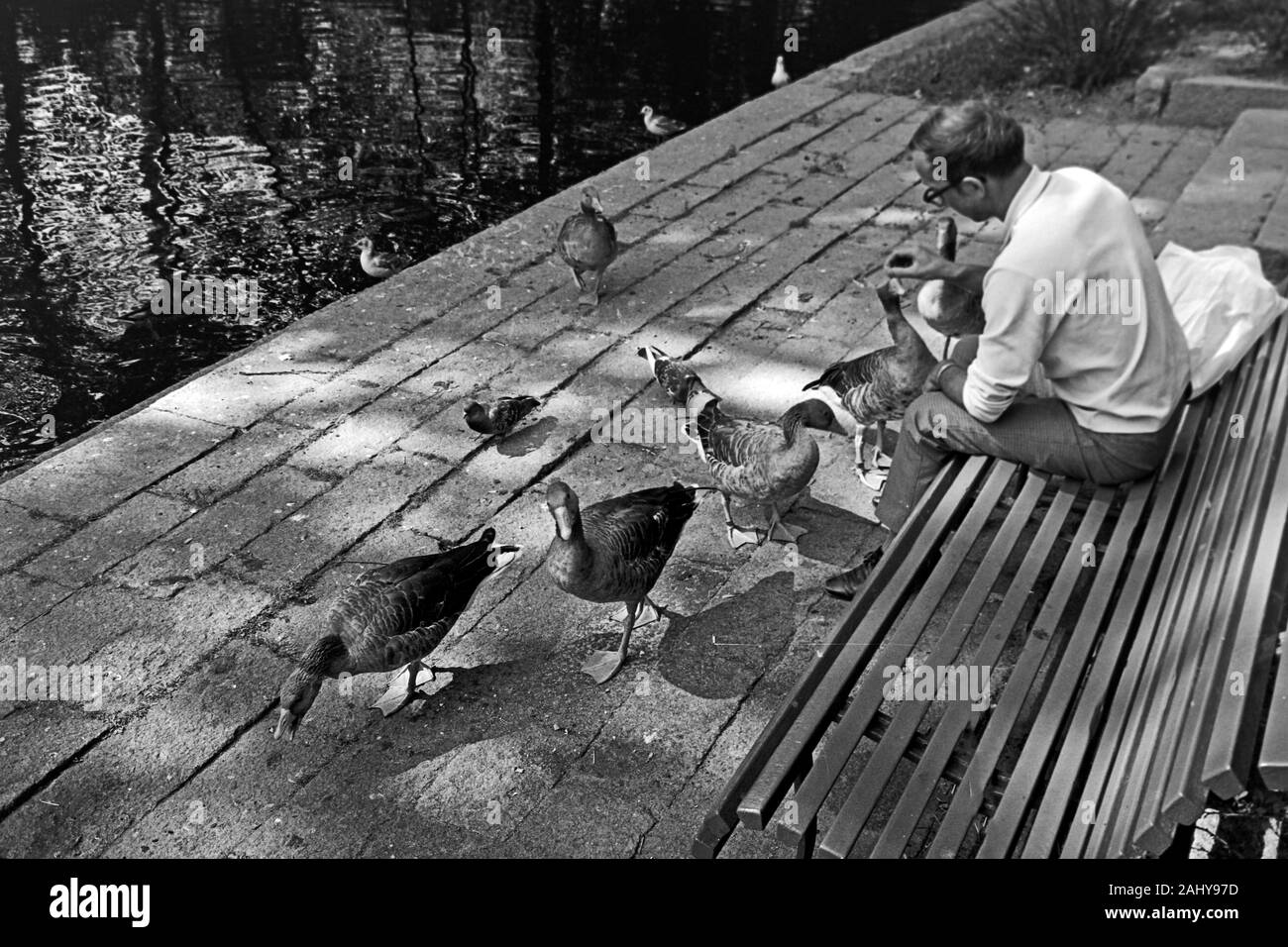 Gänse füttern im Schlosspark von Örebro, 1969. Feeding geese in the castle gardens in Örebro, 1969. Stock Photo