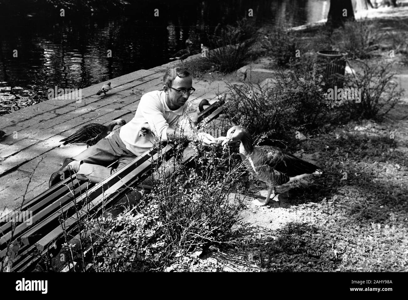 Gänse füttern im Schlosspark von Örebro, 1969. Feeding geese in the castle gardens in Örebro, 1969. Stock Photo