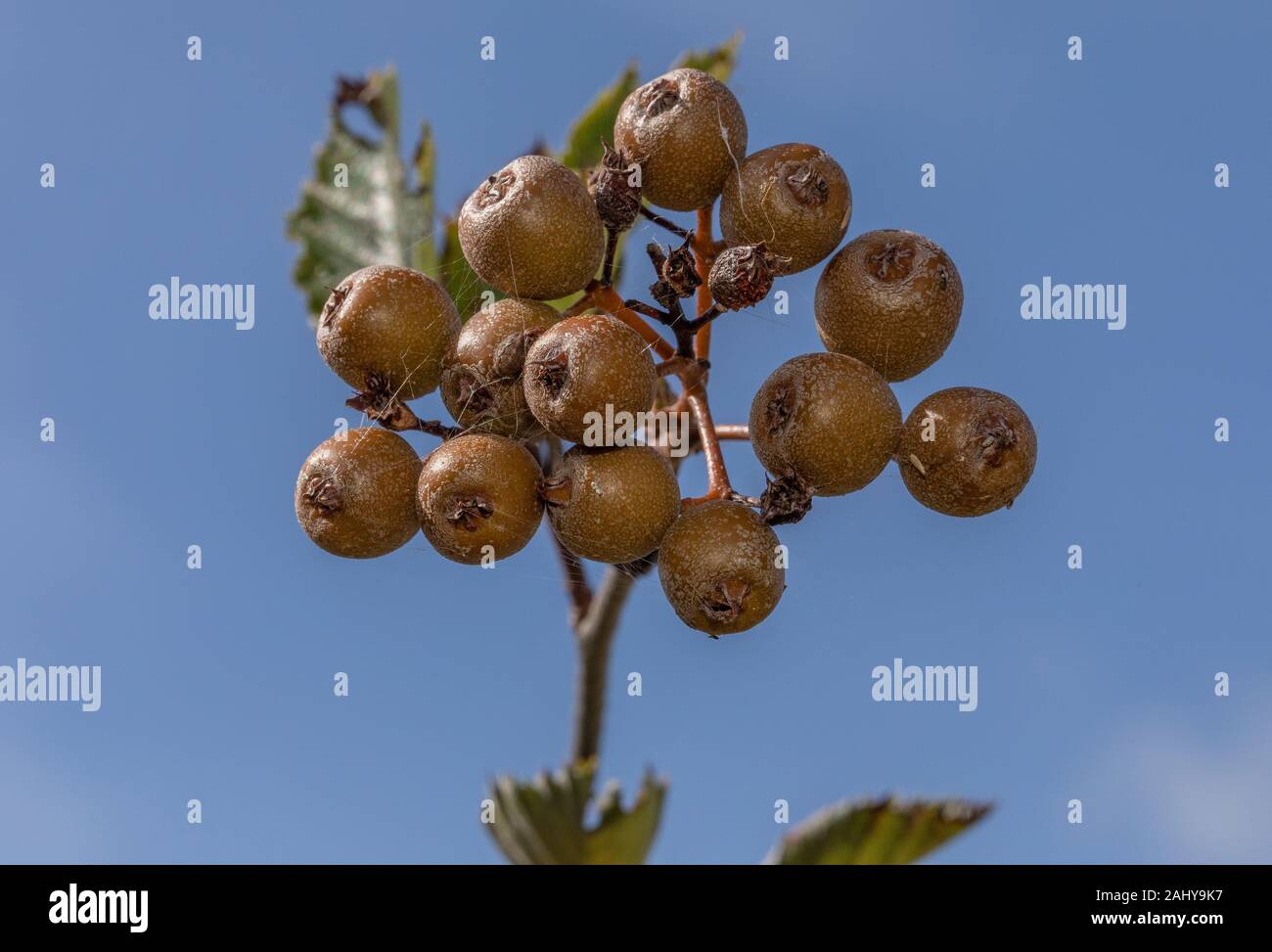 Devon sorb apple hi-res stock photography and images - Alamy