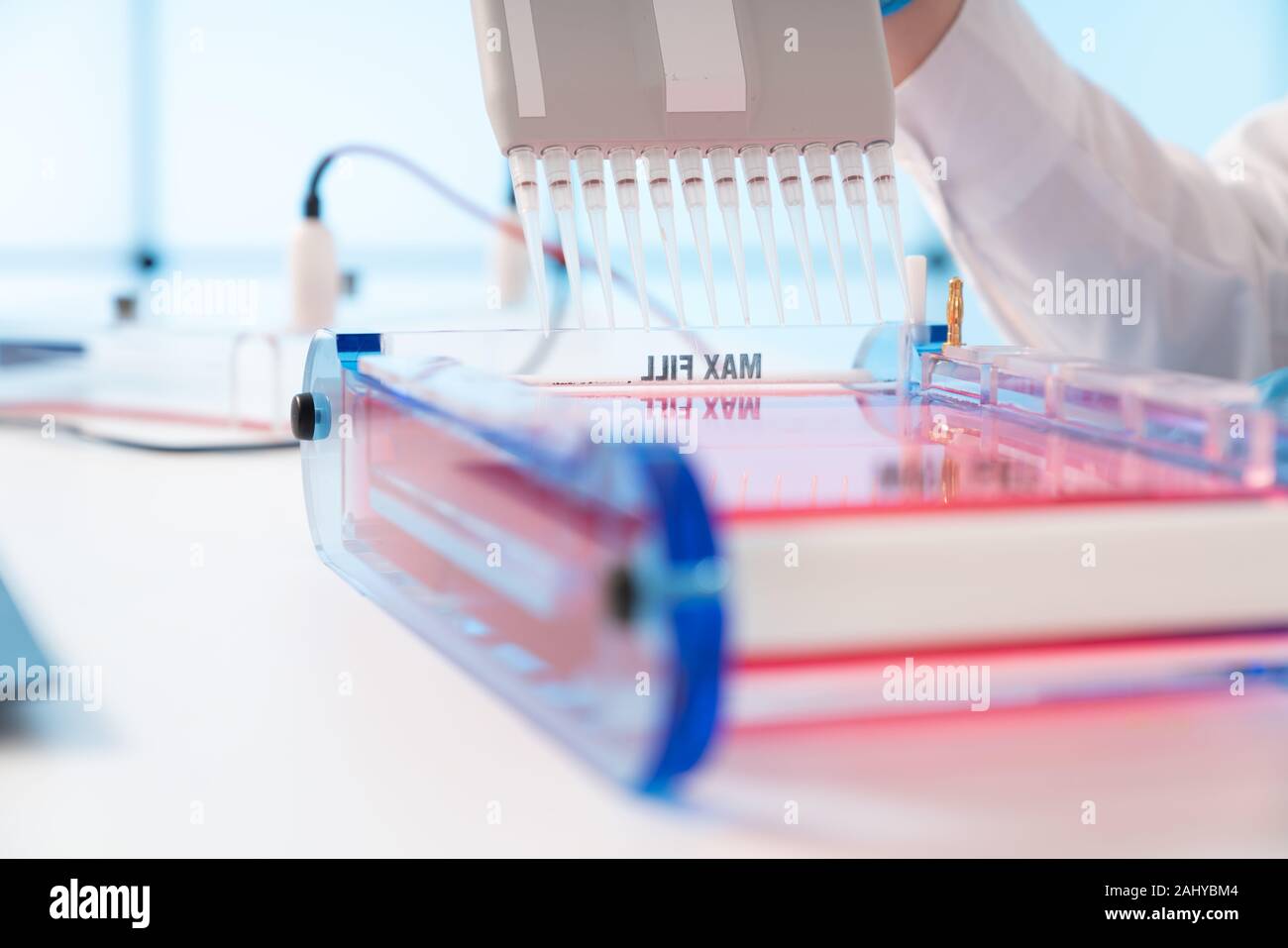 Loading Samples and Running an Agarose Gel for electrophoresis, Gel  electrophoresis is the standard lab procedure for separating DNA Stock  Photo - Alamy