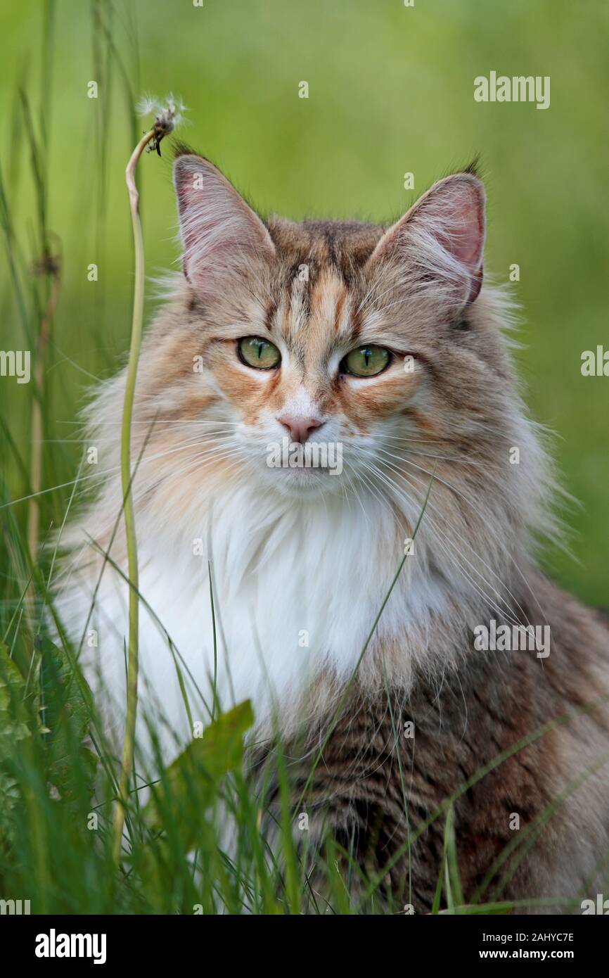 A beautiful Norwegian forest cat female sitting on high grass in summertime Stock Photo