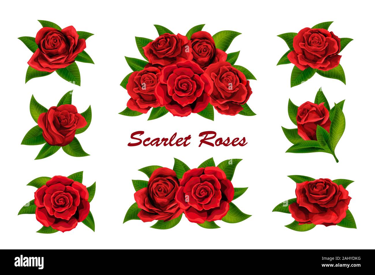 Scarlet red roses flowers with green leaves isolated on white Stock ...