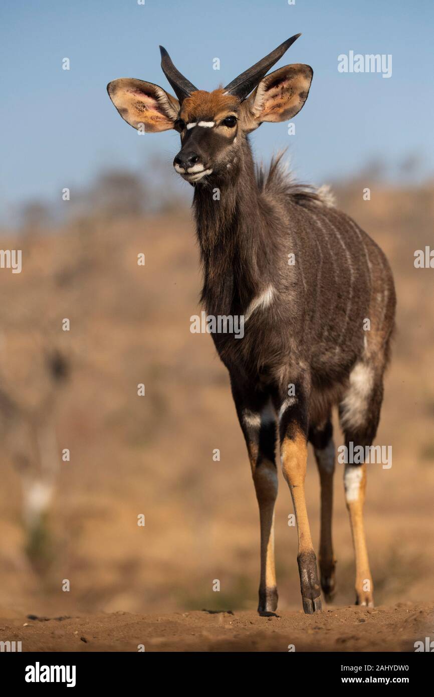 Young nyala bull, Tragelaphus angasi, Zimanga Game Reserve, South Africa Stock Photo