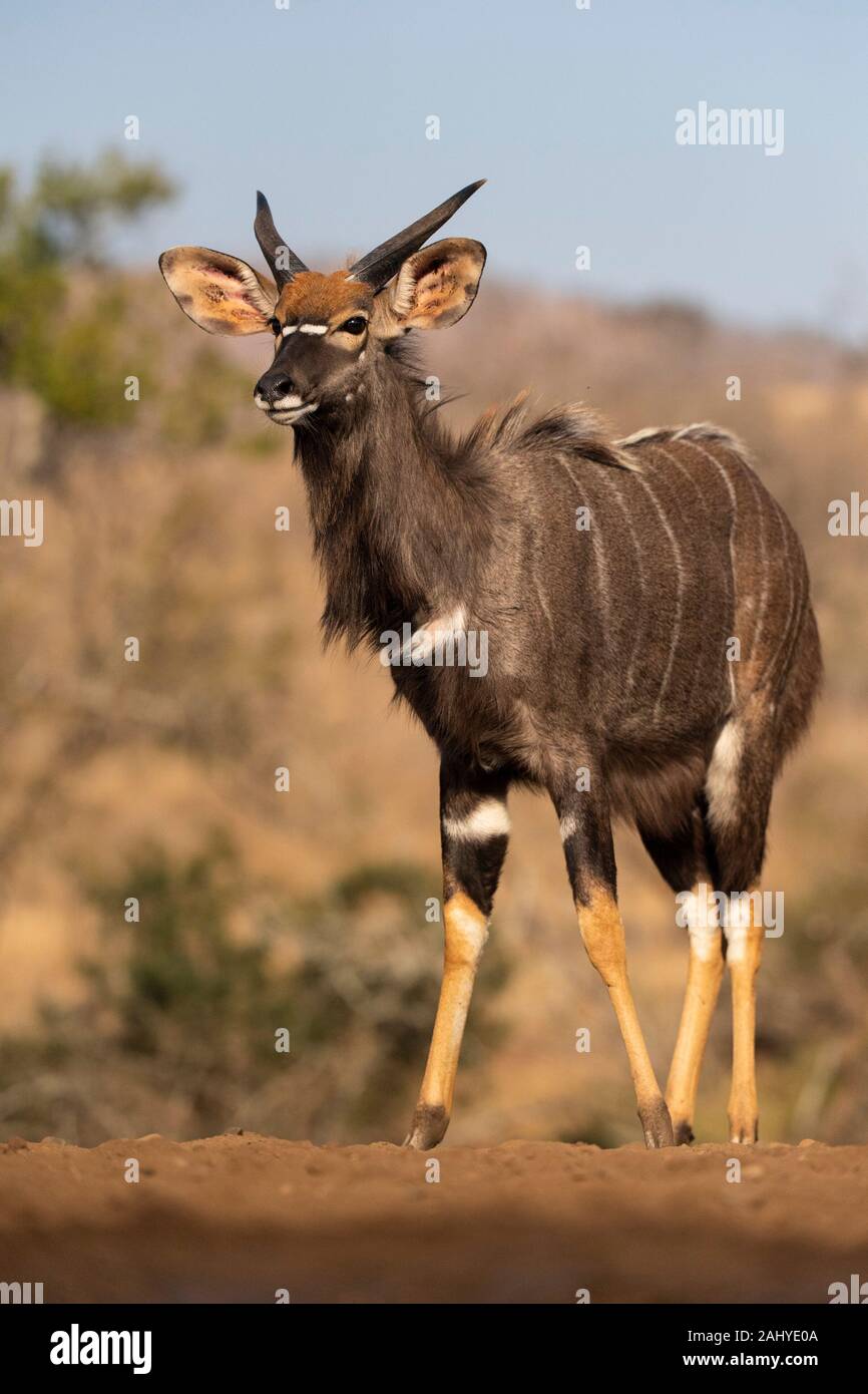 nyala bull