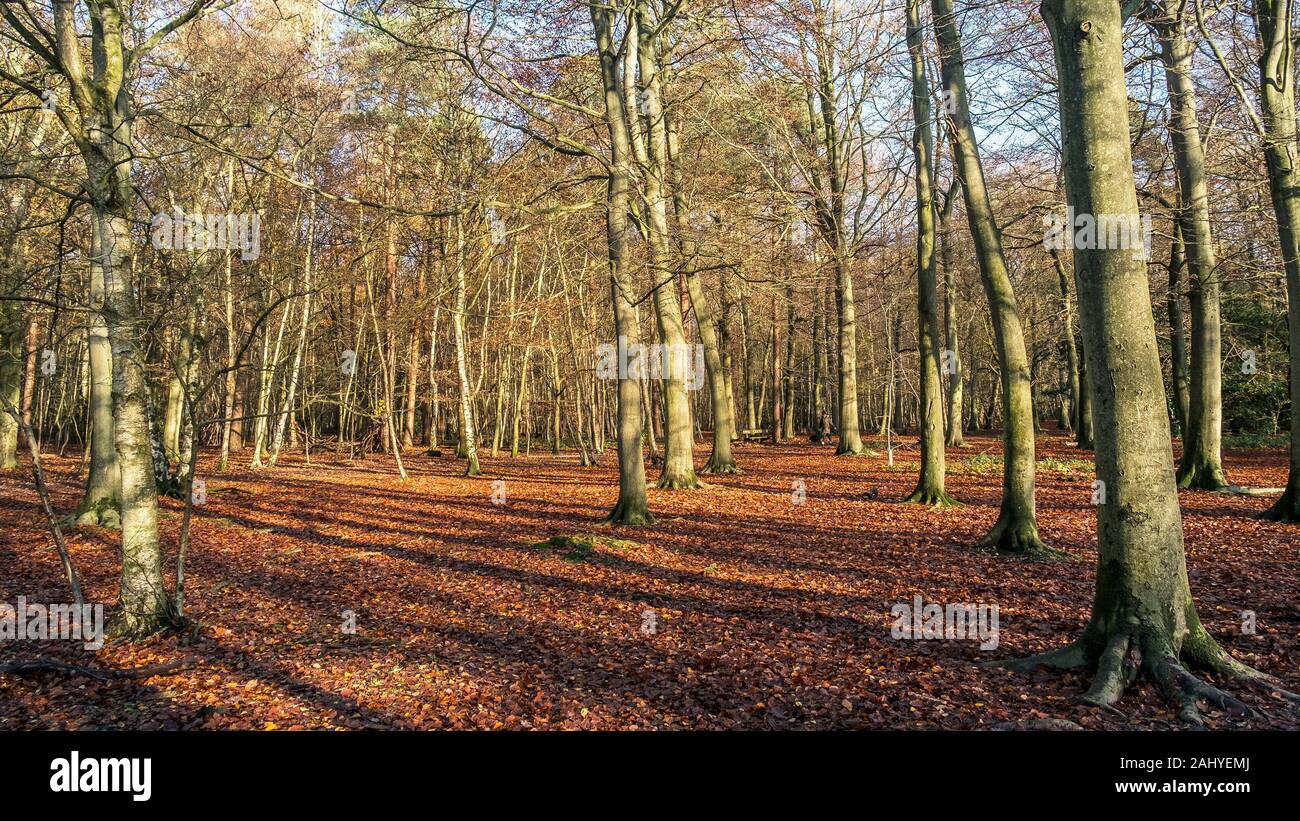 A panoramic view of Beech trees Fagus sylvatica and Siver Birch trees Betula pendula in an autumnal Thorndon Park North in Brentwood in Essex. Stock Photo