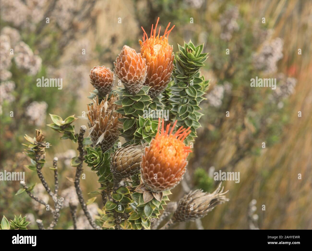 Ecuador Flower Andes Mountain High Resolution Stock Photography and ...