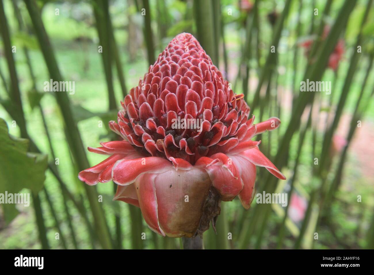 Torch ginger (Etlingera elatior), Mindo, Ecuador Stock Photo Alamy