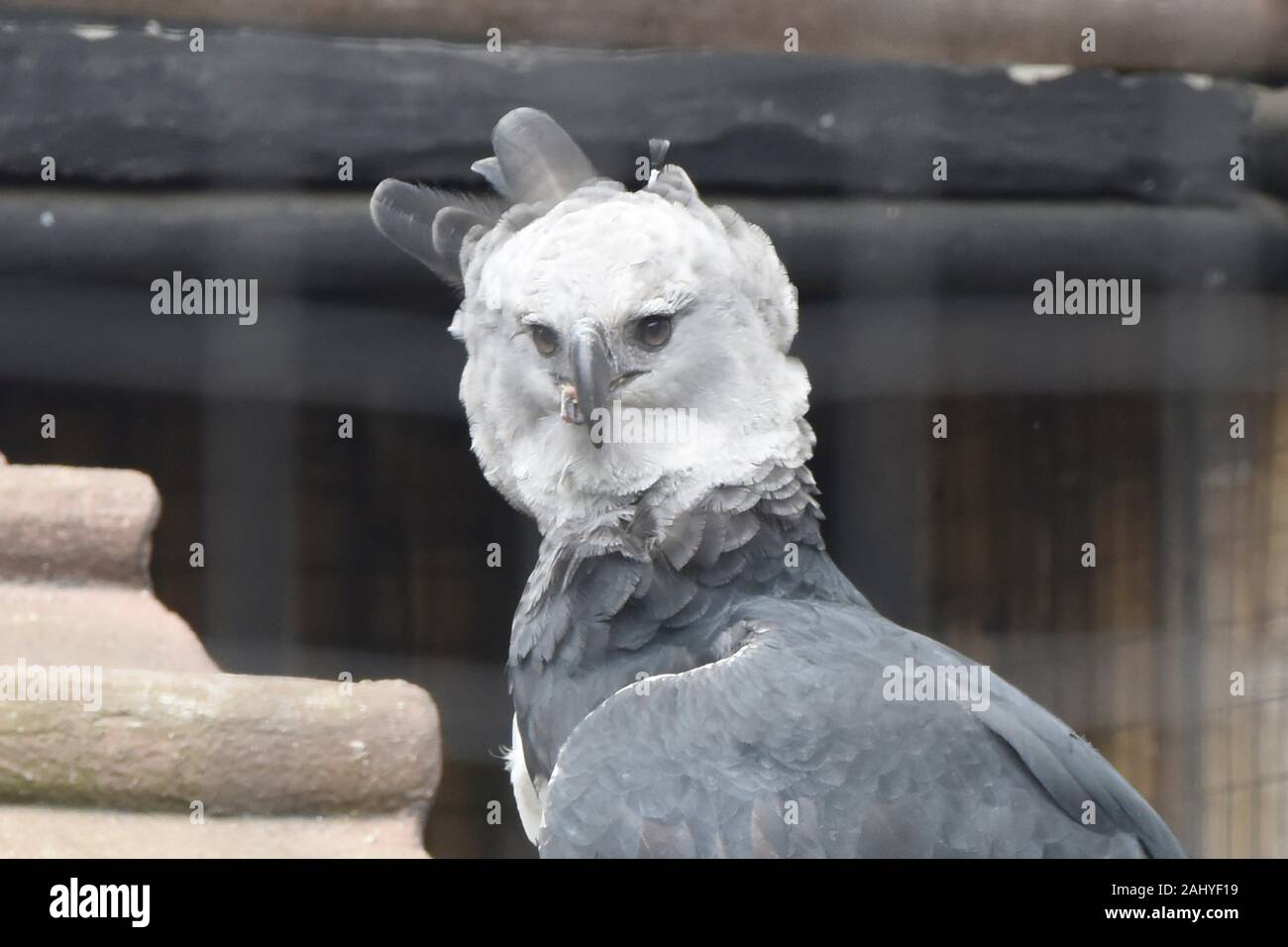 Harpy eagle Harpia harpyja raptor perched on a branch. This large bird of  prey is on the threatened species list Stock Photo - Alamy