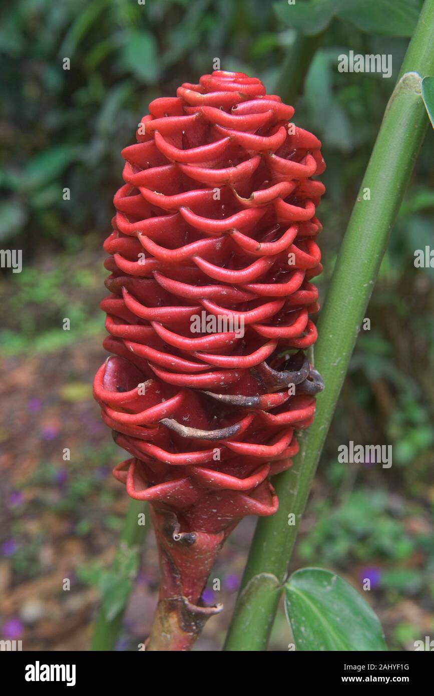 Bitter or shampoo ginger (Zingiber zerumbet), Mindo, Ecuador Stock