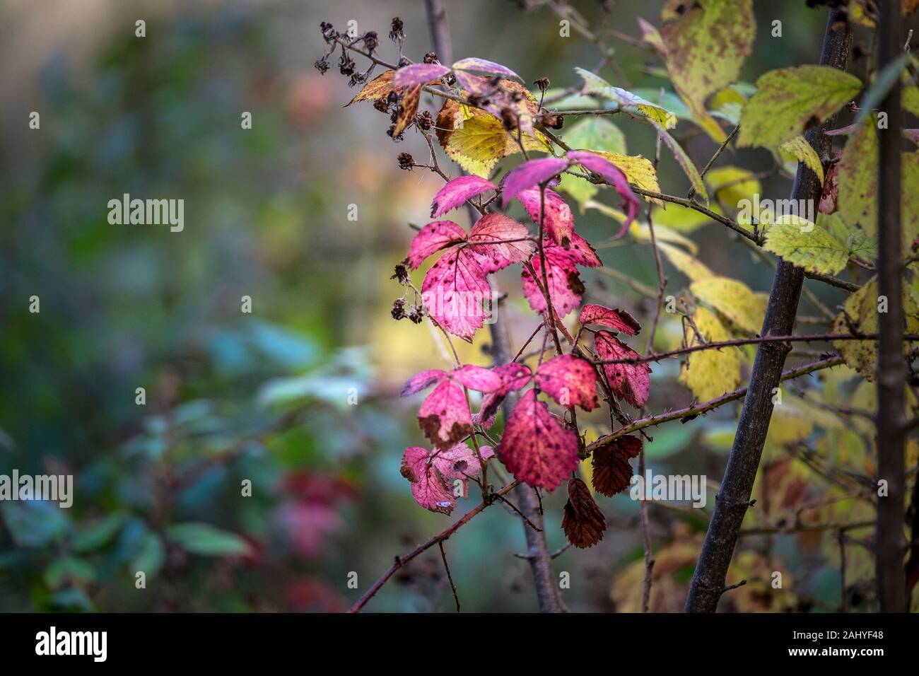 Blackberry bush leaves turning red in Autumn Rubus Stock Photo Alamy