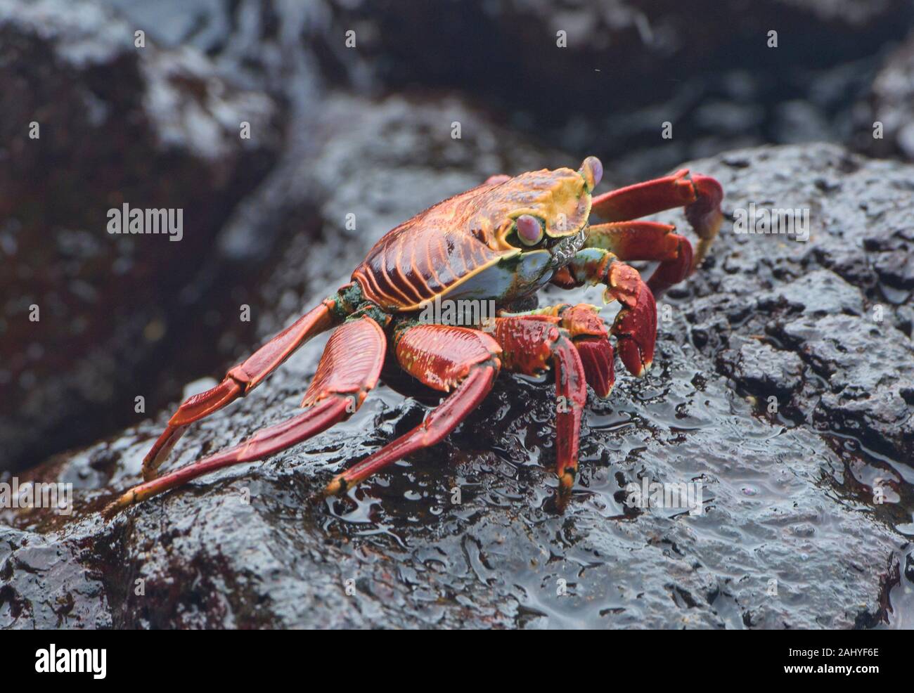 Sally Lightfoot crab (grapsus grapsus), Isla Santa Cruz, Galapagos Islands, Ecuador. Stock Photo