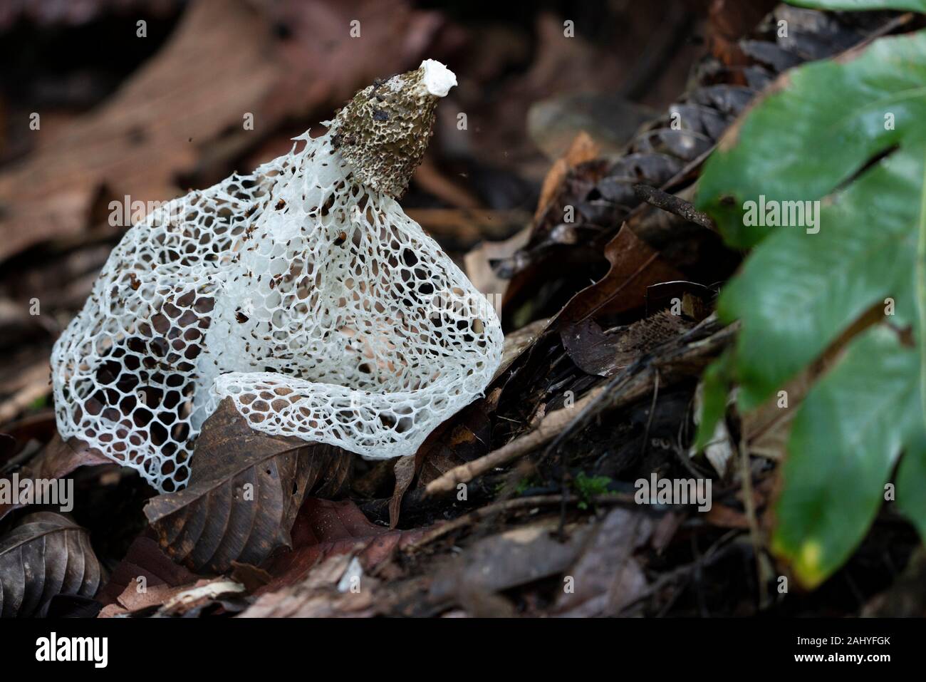 Fungus Phallus Sp Kampung Satow Sarawak Malaysia Stock Photo Alamy