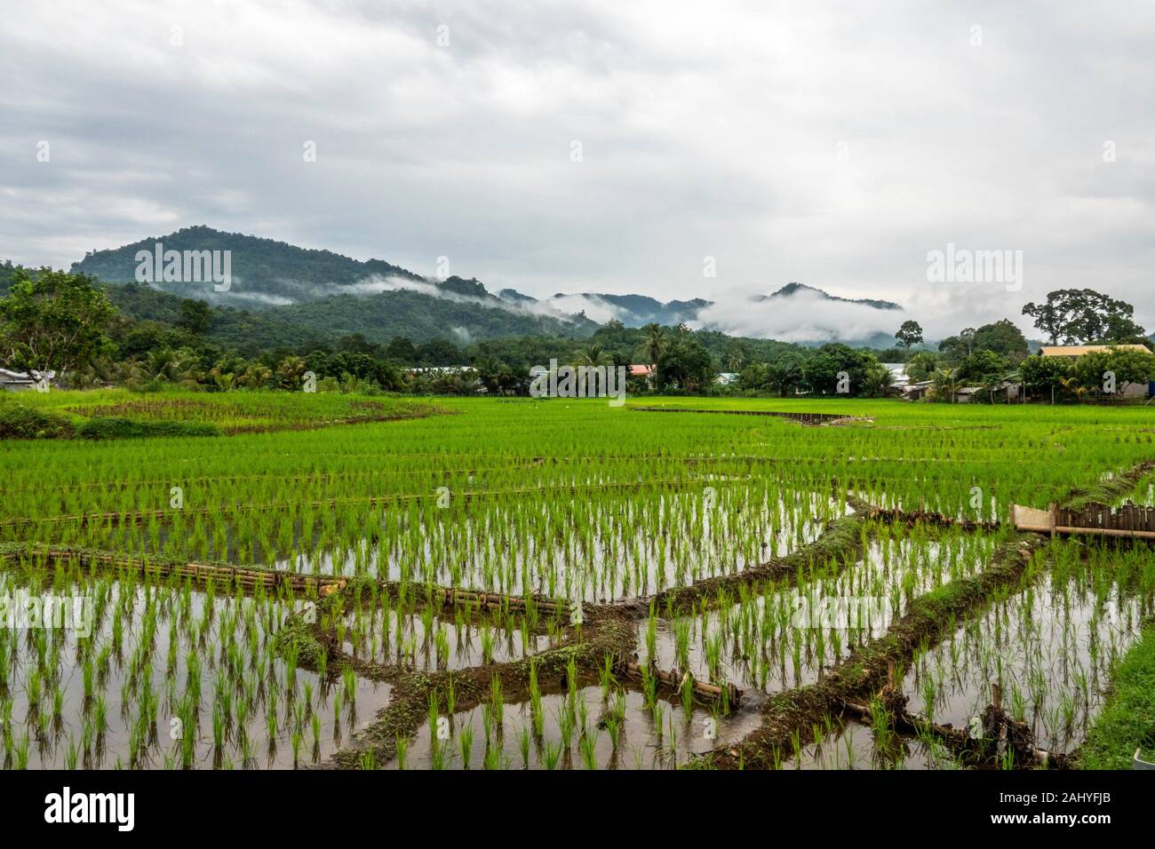 Rice Paddy Field In Malaysia High Resolution Stock Photography And Images Alamy