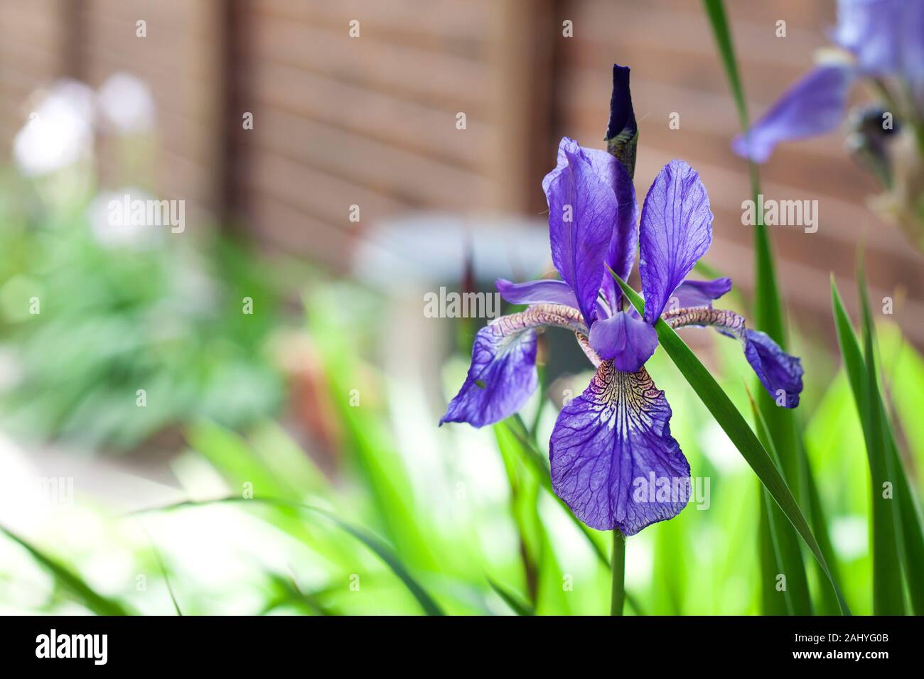 Blue Siberian iris flower closeup on green garden background Stock Photo