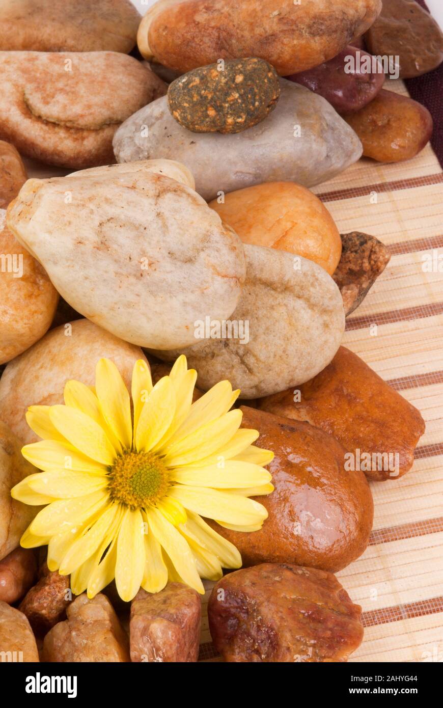 One Single Cut Yellow Gerbera Daisy Flower On Wet Smooth River Rocks A 