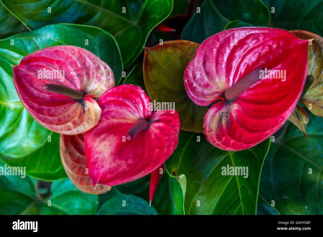 dracaena silk plant Corn Stalk Dranaena Silk Plant (Real Touch) – LeLe Floral main image 0