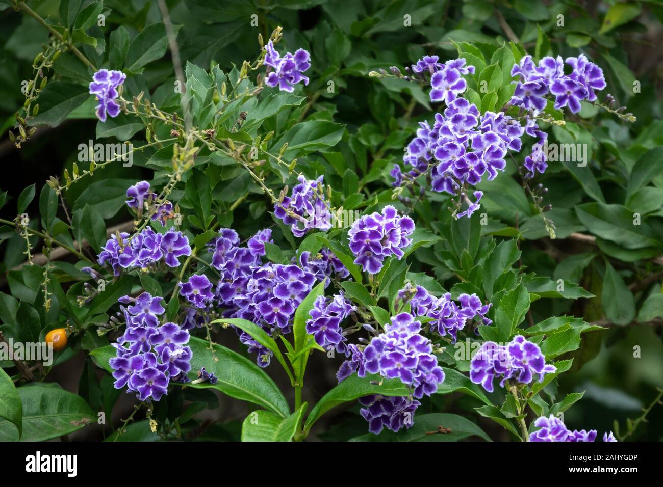 Homestay flower garden in Khao Kho, Phetchabun, Thailand Stock Photo Alamy