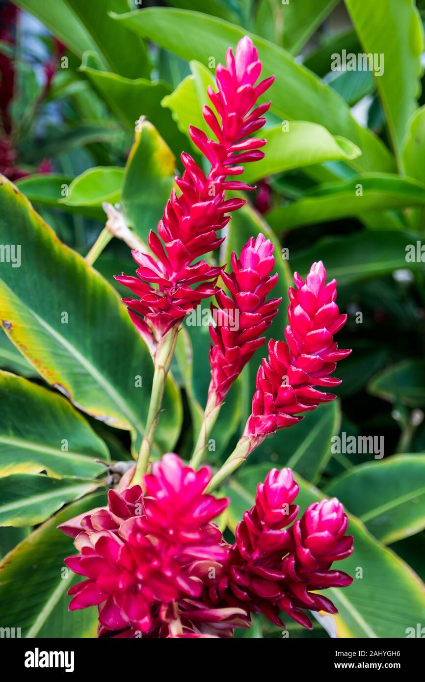 A pink cone ginger plant in Maui, Hawaii Stock Photo