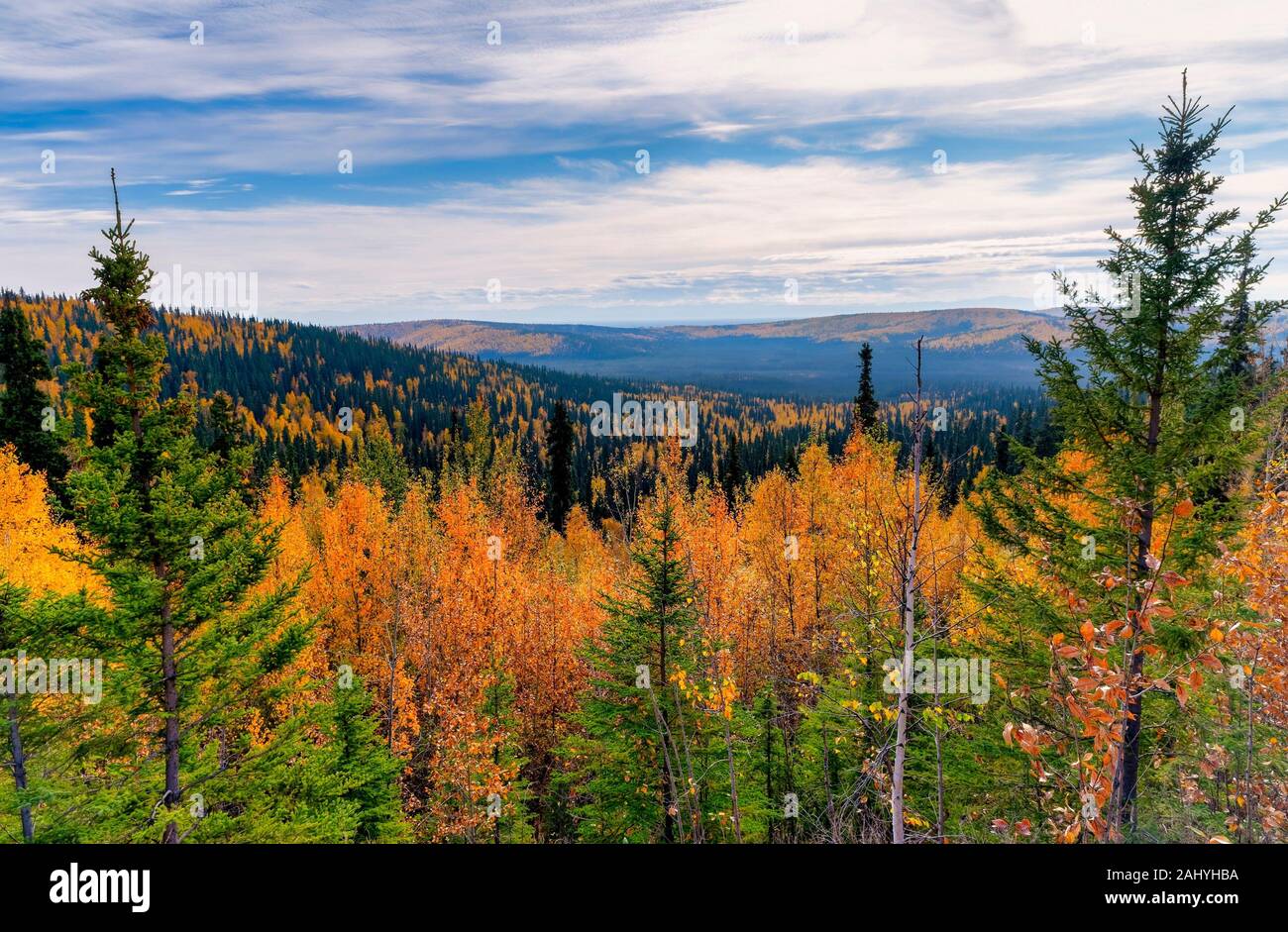 Larch Trees and Aspen in Fall Colors in Alaska USA Stock Photo Alamy