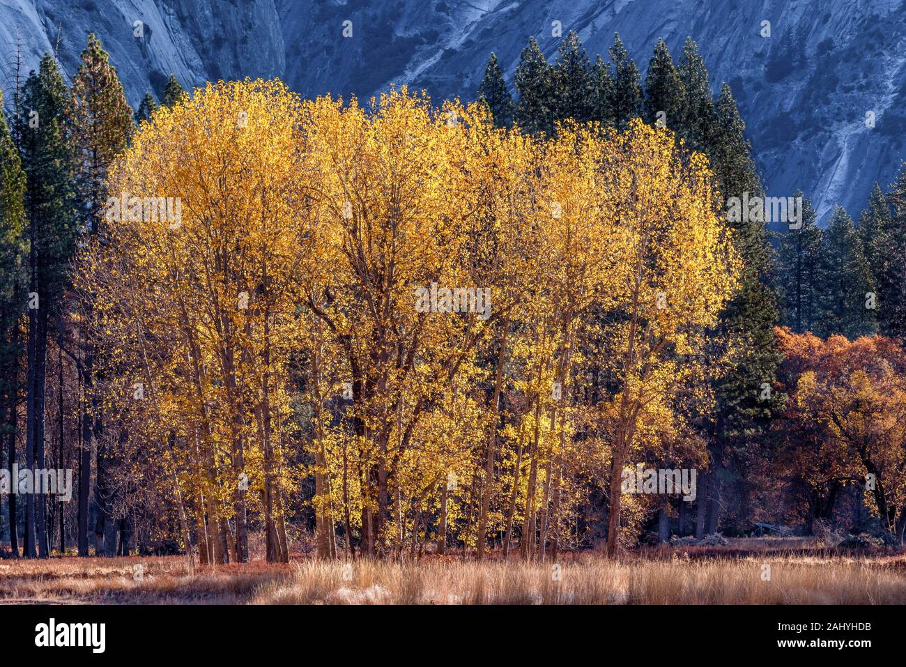 Yosemite Valley Cottonwoods in Fall. Stock Photo