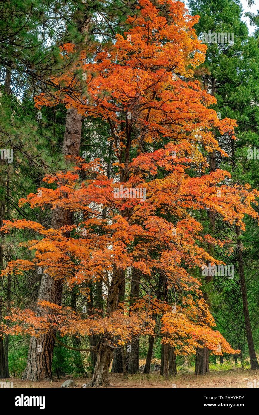 Fall Colors of Sugar Maple in Yosemite National Park CA USA World Location. Stock Photo