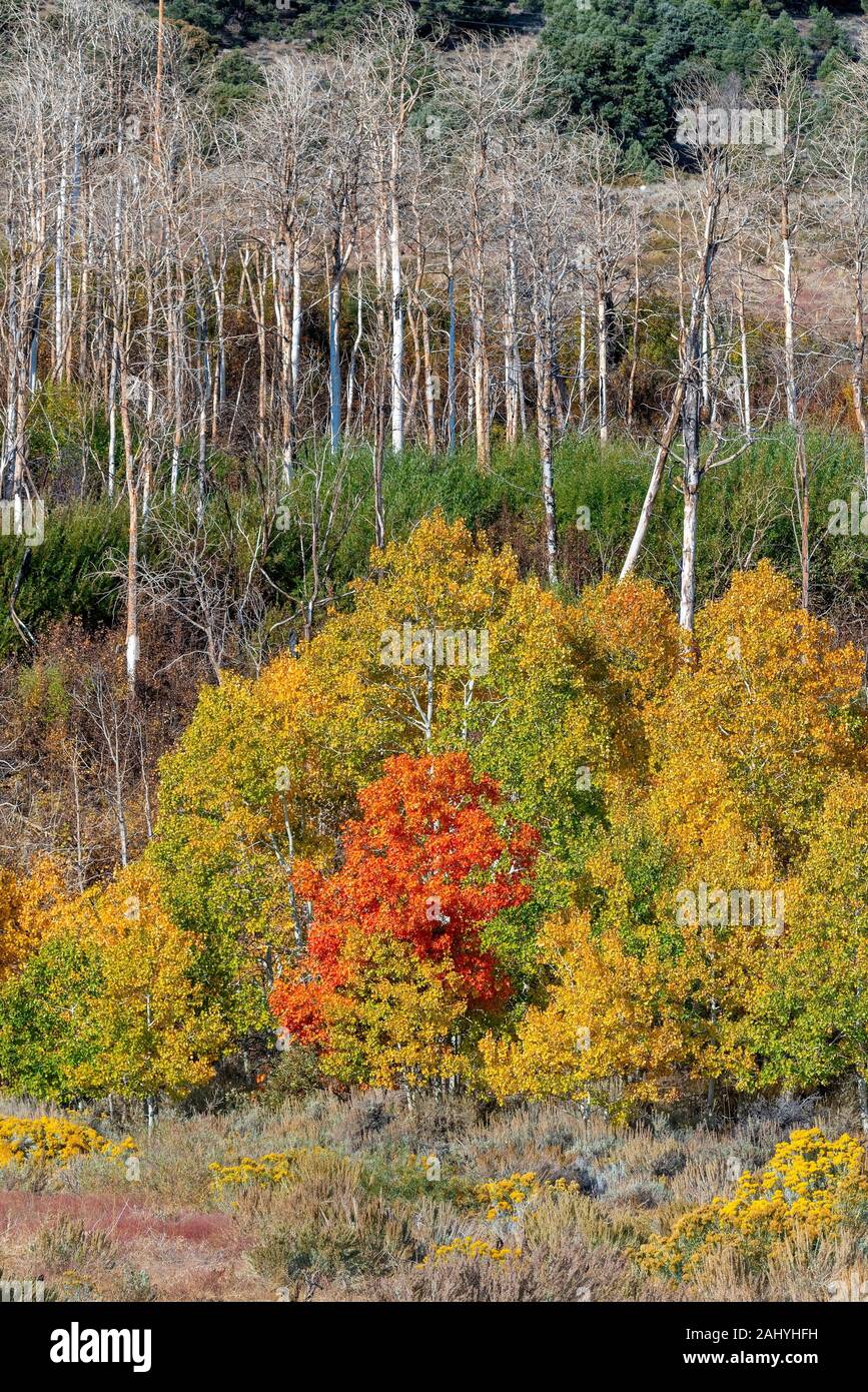 Eastern Sierra Fall Color Opposite Mono Lake CA USA. Stock Photo