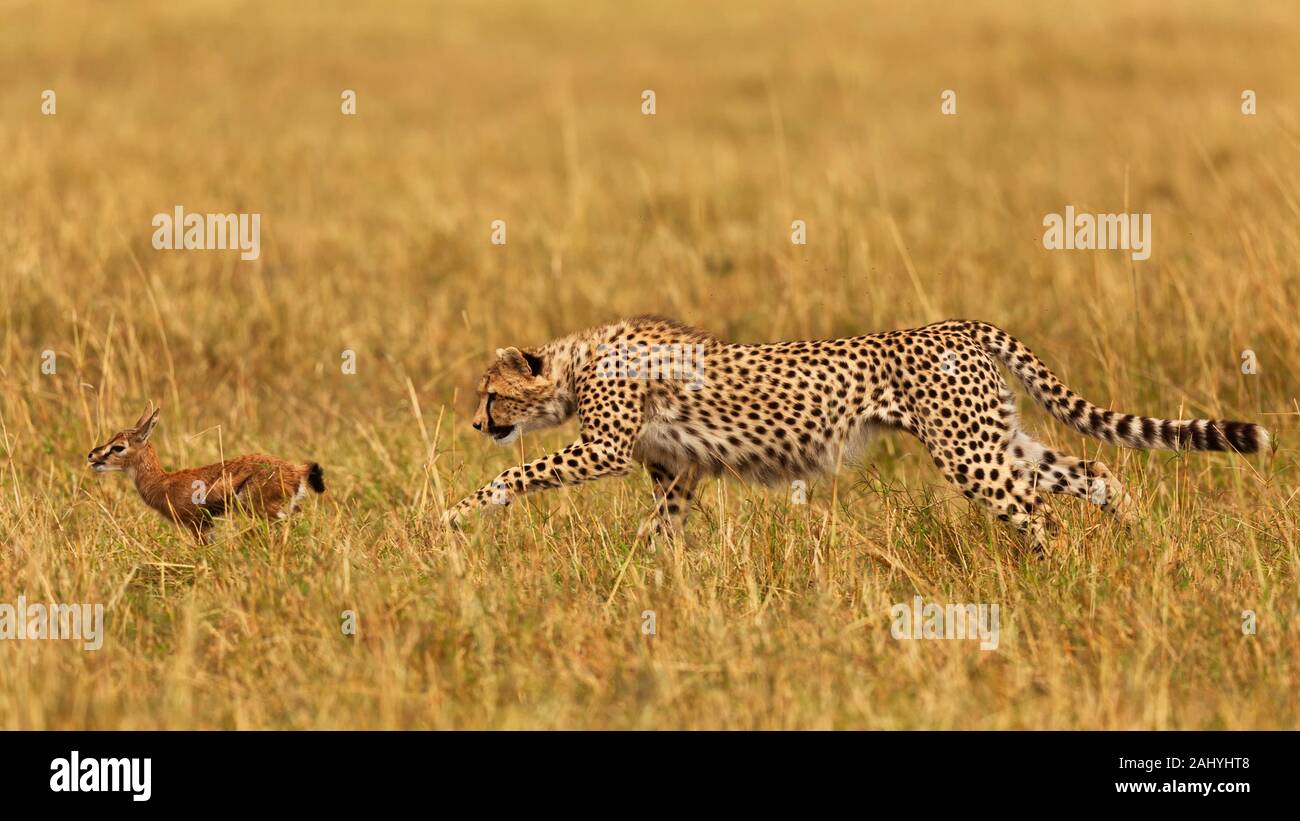 Cheetah hunting Thomson´s Gazelle Stock Photo - Alamy