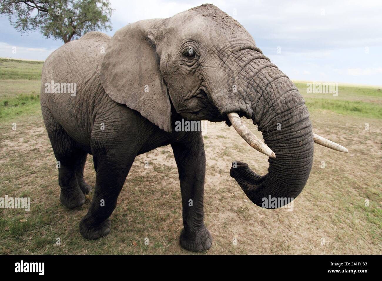 African Elephant being curious about the photography vehicle Stock