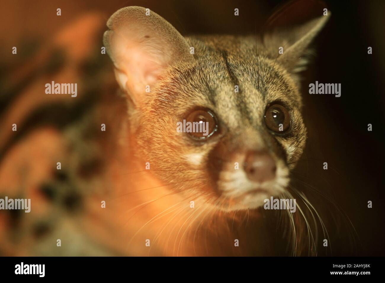 Genet cats come out after dark to find food. Stock Photo