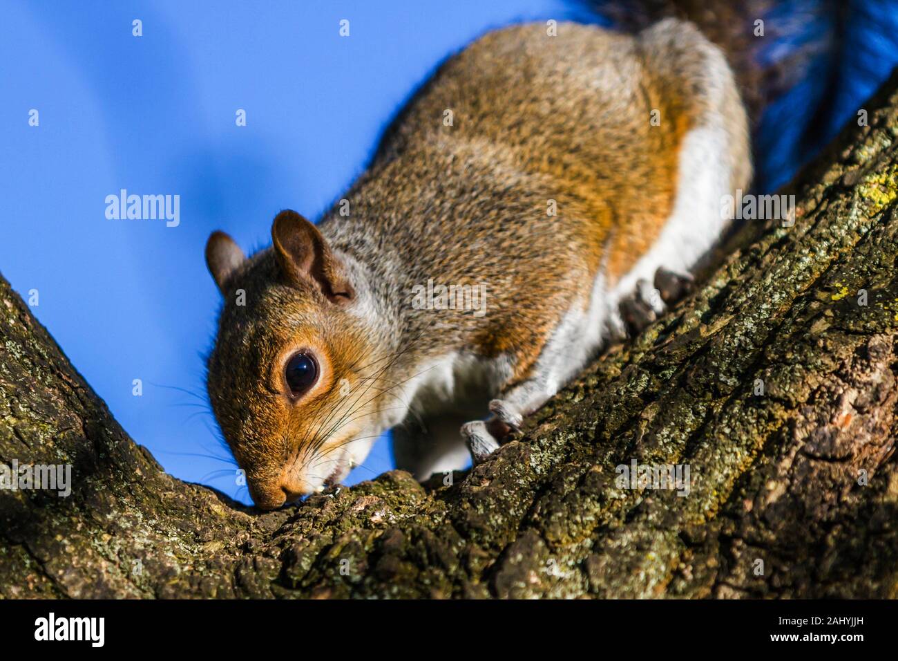 Squirrel smelling tree bark on a tree in an English woodland, UK Stock