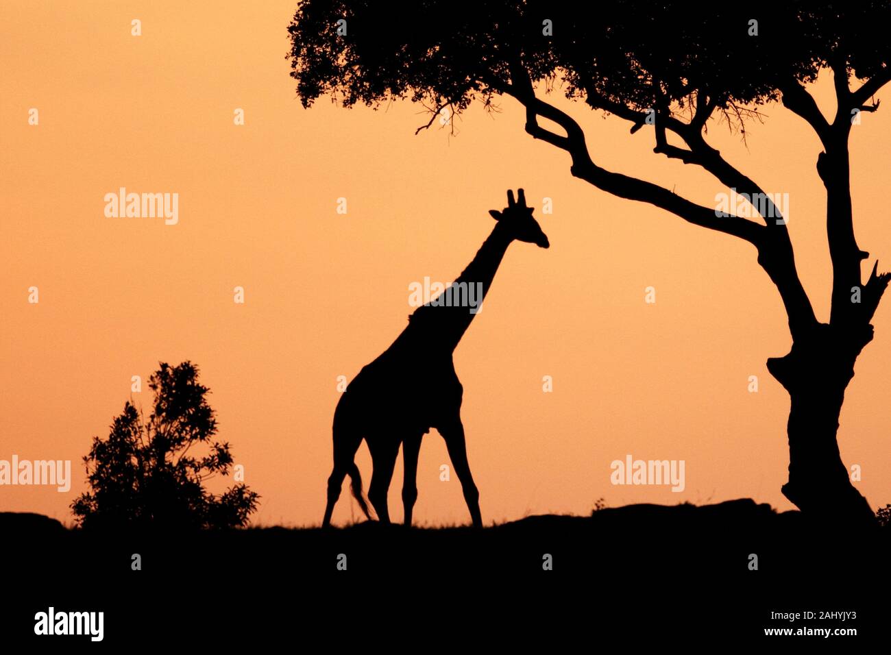 The tallest animal in the world which browses on tree leaves and twigs At  sunrise the silouhette of the giraffe against the red and orange sky looks  Stock Photo - Alamy